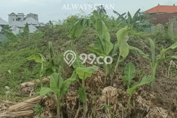 Tanah Dijual Area Strategis di Canggu Badung 580m2 Tanah Dijual Area Strategis di Canggu Badung 580m2