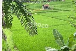 Dijual Tanah Lokasi canggu, Badung Seluas 1130m2 Dijual Tanah Lokasi canggu, Badung Seluas 1130m2
