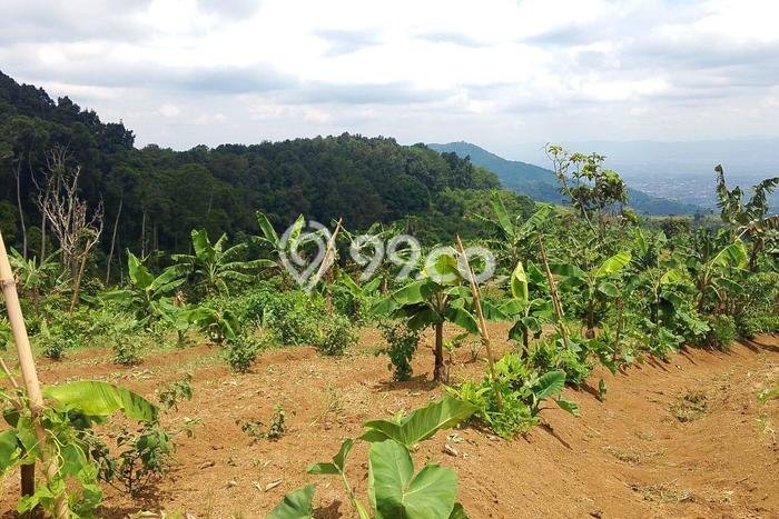 Lahan Kosong Dijual di Cianjur, Cianjur, Luas 42000m2 Area Strategis Lahan Kosong Dijual di Cianjur, Cianjur, Luas 42000m2 Area Strategis