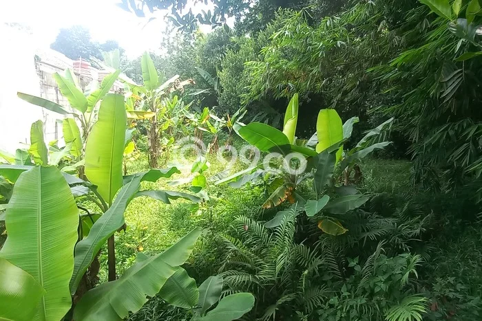 Dijual Tanah di Sukma Jaya Depok Luas 800m2 SHM Dijual Tanah di Sukma Jaya Depok Luas 800m2 SHM