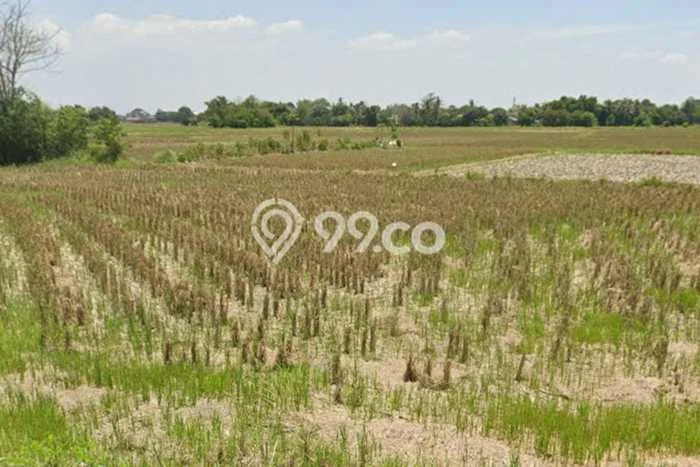 Lahan untuk Dijual di Walantaka Serang Luas 600000m2 Lahan untuk Dijual di Walantaka Serang Luas 600000m2