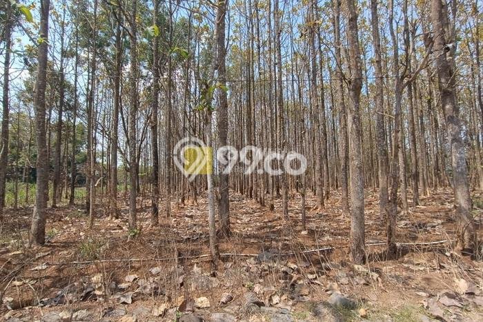 Kavling Tanah Dijual di Mojogedang Karanganyar Spesifikasi 8153m2 Kavling Tanah Dijual di Mojogedang Karanganyar Spesifikasi 8153m2