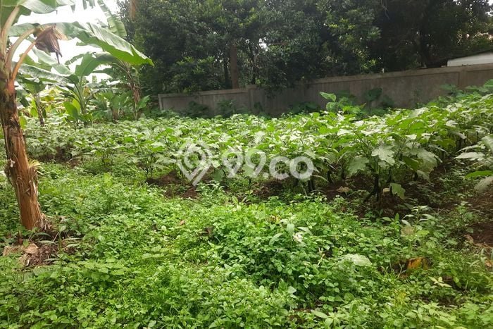 Tanah untuk Dijual di Jatisampurna Bekasi Luas 6000m2 Tanah untuk Dijual di Jatisampurna Bekasi Luas 6000m2