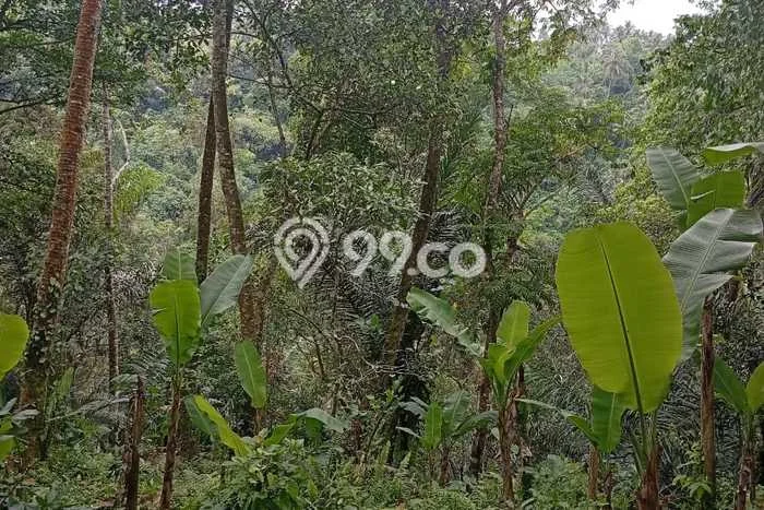 Tanah Dijual Lokasi Payangan, Gianyar Luas 26000m2 Legalitas Aman Tanah Dijual Lokasi Payangan, Gianyar Luas 26000m2 Legalitas Aman