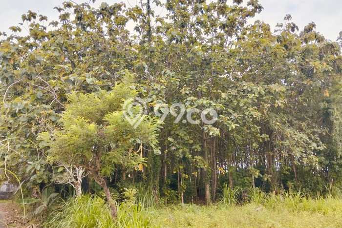 Tanah Kavling Dijual di Batubulan, Gianyar dengan Luas Tanah 3000m2 Tanah Kavling Dijual di Batubulan, Gianyar dengan Luas Tanah 3000m2