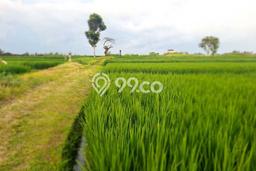 Tanah Dijual Lokasi Strategis di Tabanan dengan Luas 1150m2 Tanah Dijual Lokasi Strategis di Tabanan dengan Luas 1150m2
