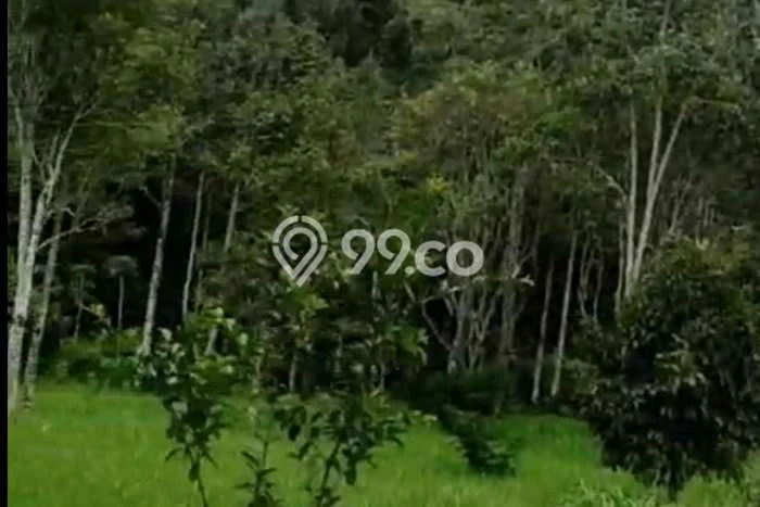 Lahan Investasi Lokasi Baturiti Tabanan SHM Lahan Investasi Lokasi Baturiti Tabanan SHM