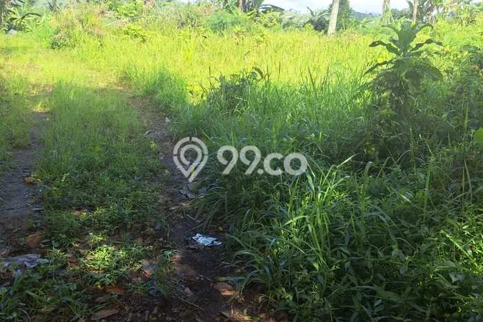 Tanah Dijual Lokasi Strategis di Buleleng dengan Luas 11700m2 Tanah Dijual Lokasi Strategis di Buleleng dengan Luas 11700m2