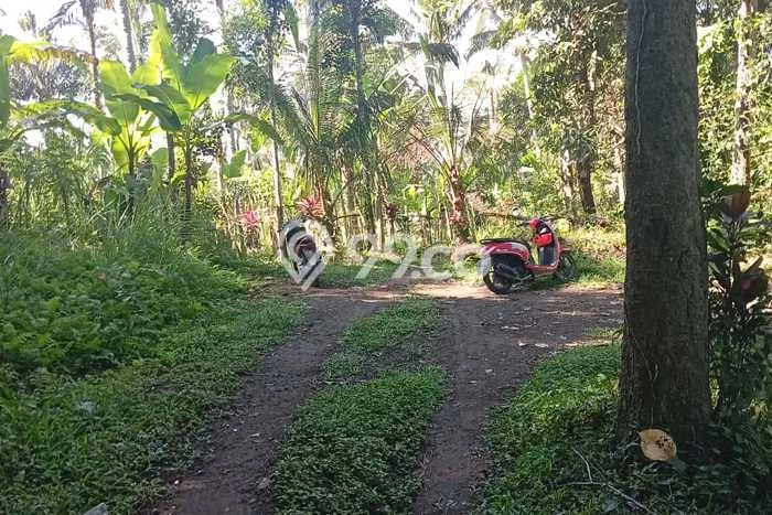 Tanah Dijual Lokasi Payangan, Gianyar Luas 26000m2 Legalitas Aman Tanah Dijual Lokasi Payangan, Gianyar Luas 26000m2 Legalitas Aman