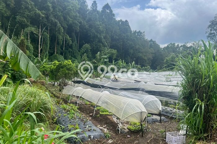 Tanah Dijual Area Strategis di Bedugul Tabanan 11400m2 Tanah Dijual Area Strategis di Bedugul Tabanan 11400m2