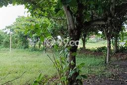 Tanah Dijual Area Strategis di Padanggalak Denpasar 7100m2 Tanah Dijual Area Strategis di Padanggalak Denpasar 7100m2
