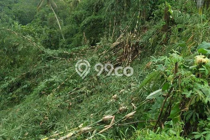 Dijual Tanah 3600m2 di Pejeng, Gianyar Dijual Tanah 3600m2 di Pejeng, Gianyar