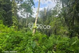 Kavling Tanah di Tegallalang Dijual Luas 18700m2 Legalitas SHM Kavling Tanah di Tegallalang Dijual Luas 18700m2 Legalitas SHM