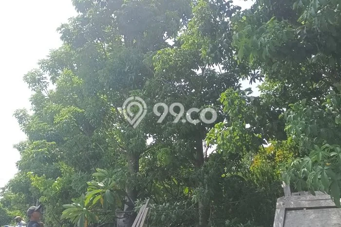 Jarang Ada! Tanah di Sukawati Punya Luas 1100m2 SHM Jarang Ada! Tanah di Sukawati Punya Luas 1100m2 SHM