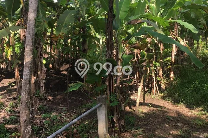 Tanah Kavling Dijual di Singapadu, Gianyar dengan Luas Tanah 500m2 Tanah Kavling Dijual di Singapadu, Gianyar dengan Luas Tanah 500m2