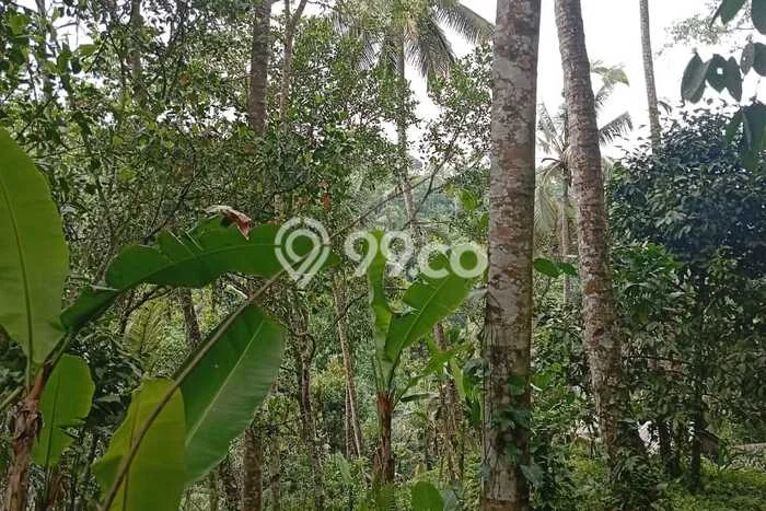 Tanah Dijual Lokasi Payangan, Gianyar Luas 26000m2 Legalitas Aman Tanah Dijual Lokasi Payangan, Gianyar Luas 26000m2 Legalitas Aman