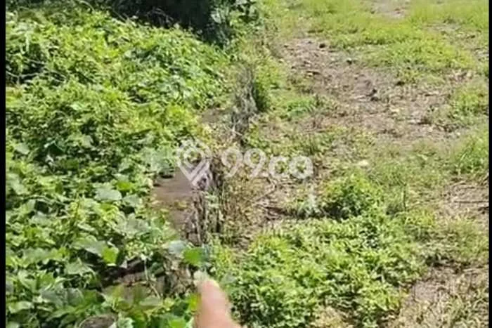 Dijual Tanah 1000m2 di Buwit, Tabanan Dijual Tanah 1000m2 di Buwit, Tabanan
