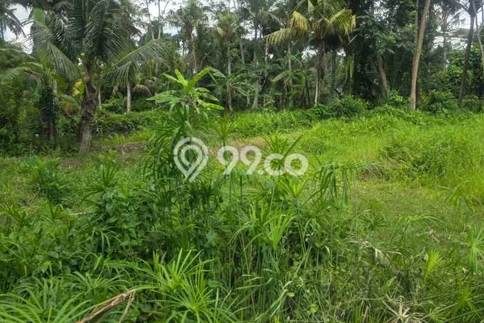 Kavling Tanah untuk Dijual di Bedulu, Gianyar, Luas 5300m2 Kavling Tanah untuk Dijual di Bedulu, Gianyar, Luas 5300m2