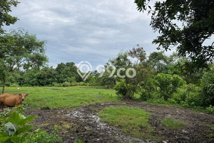 Kavling Tanah Dijual di Kediri Tabanan Spesifikasi 2265m2 Kavling Tanah Dijual di Kediri Tabanan Spesifikasi 2265m2