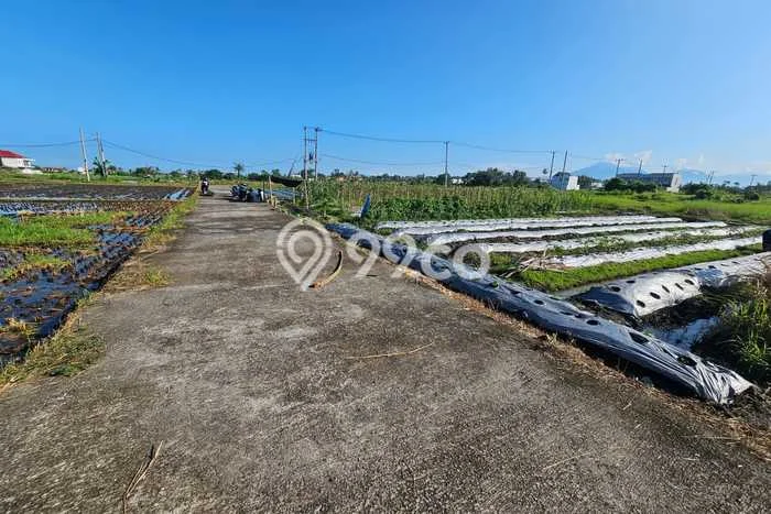 Tanah Dijual Lokasi Tabanan, Tabanan Luas 500m2 Legalitas Aman Tanah Dijual Lokasi Tabanan, Tabanan Luas 500m2 Legalitas Aman