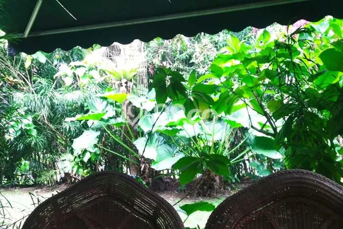 Rumah Elit LB 500m2 Siap Pakai Desain Elegan di Rancamaya, Bogor Rumah Elit LB 500m2 Siap Pakai Desain Elegan di Rancamaya, Bogor
