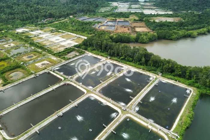 Tanah Kavling untuk Dijual di Punduh Pidada Pesawaran 265349m2 Tanah Kavling untuk Dijual di Punduh Pidada Pesawaran 265349m2