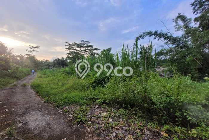 Tanah Dijual Lokasi Srumbung, Magelang Luas 2105m2 Legalitas Aman Tanah Dijual Lokasi Srumbung, Magelang Luas 2105m2 Legalitas Aman