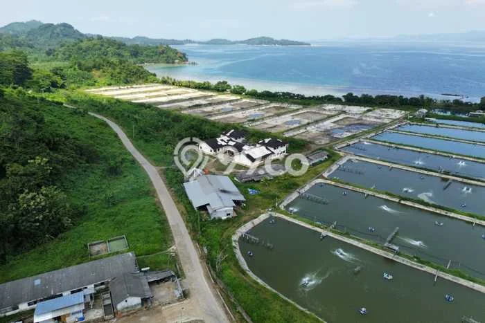 Lahan Dijual Lokasi Punduh Pidada, Pesawaran dengan Luas Tanah 138250m2 dan Status SHM Lahan Dijual Lokasi Punduh Pidada, Pesawaran dengan Luas Tanah 138250m2 dan Status SHM