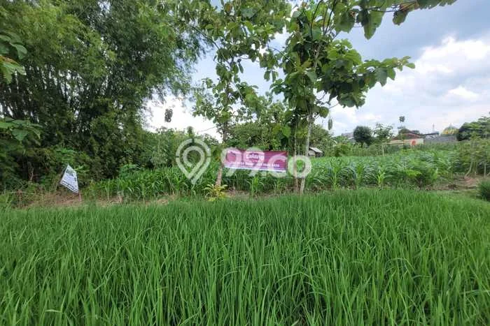 Tanah Kavling untuk Dijual di Senori Tuban 2096m2 Tanah Kavling untuk Dijual di Senori Tuban 2096m2