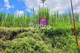 Lahan Investasi Lokasi Tumpang Malang SHM Lahan Investasi Lokasi Tumpang Malang SHM
