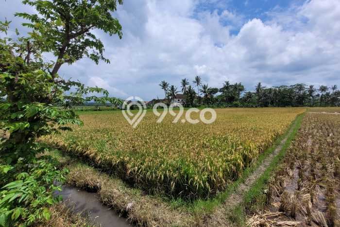 Tanah Dijual Lokasi Pagelaran, Malang Luas 1543m2 Legalitas Aman Tanah Dijual Lokasi Pagelaran, Malang Luas 1543m2 Legalitas Aman