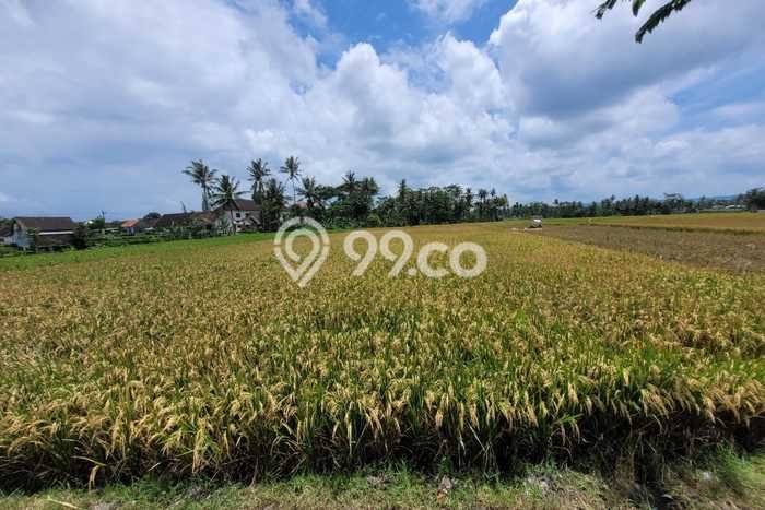 Tanah Dijual Lokasi Pagelaran, Malang Luas 1543m2 Legalitas Aman Tanah Dijual Lokasi Pagelaran, Malang Luas 1543m2 Legalitas Aman