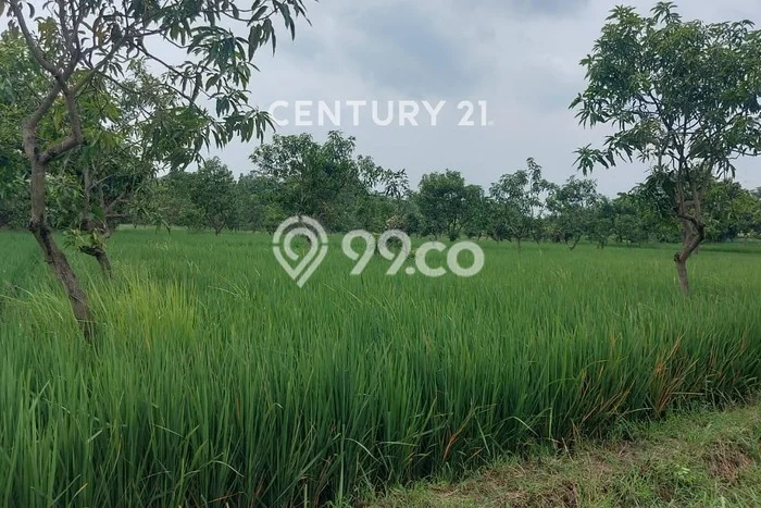 Kavling Tanah Dijual di Karangwareng, Cirebon, Luas 1439m2 Area Strategis Kavling Tanah Dijual di Karangwareng, Cirebon, Luas 1439m2 Area Strategis