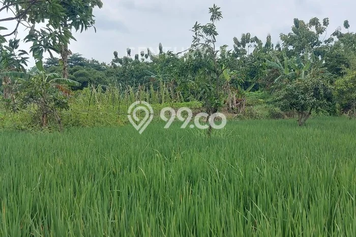 Kavling Tanah Dijual di Karangwareng, Cirebon, Luas 1439m2 Area Strategis Kavling Tanah Dijual di Karangwareng, Cirebon, Luas 1439m2 Area Strategis