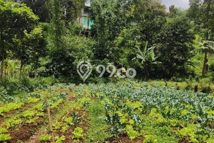 Tanah di Lembang, Bandung Barat Luas 700m2 Dijual Segera Tanah di Lembang, Bandung Barat Luas 700m2 Dijual Segera