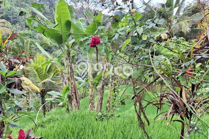 Dijual Tanah di Payangan Gianyar Luas 12500m2 - Dijual Tanah di Payangan Gianyar Luas 12500m2 -
