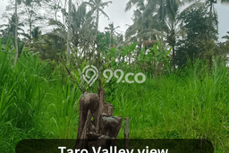 Lahan Investasi Lokasi Ubud Gianyar Hak Sewa Lahan Investasi Lokasi Ubud Gianyar Hak Sewa