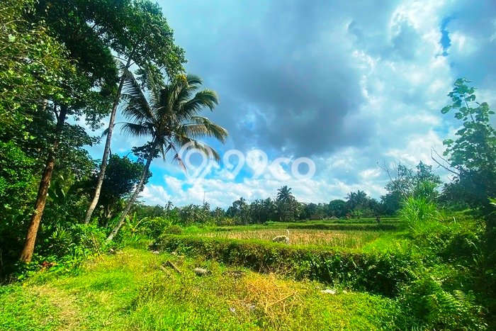 Untuk Dijual Tanah di Payangan Gianyar Luas 1385m2 SHM Untuk Dijual Tanah di Payangan Gianyar Luas 1385m2 SHM