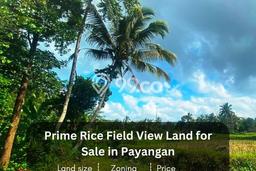 Untuk Dijual Tanah di Payangan Gianyar Luas 1385m2 SHM Untuk Dijual Tanah di Payangan Gianyar Luas 1385m2 SHM