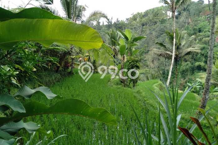 Dijual Tanah di Payangan Gianyar Luas 12500m2 - Dijual Tanah di Payangan Gianyar Luas 12500m2 -