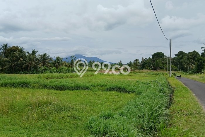 Tanah Kavling di Payangan Dijual dengan Luas 1575m2 Tanah Kavling di Payangan Dijual dengan Luas 1575m2