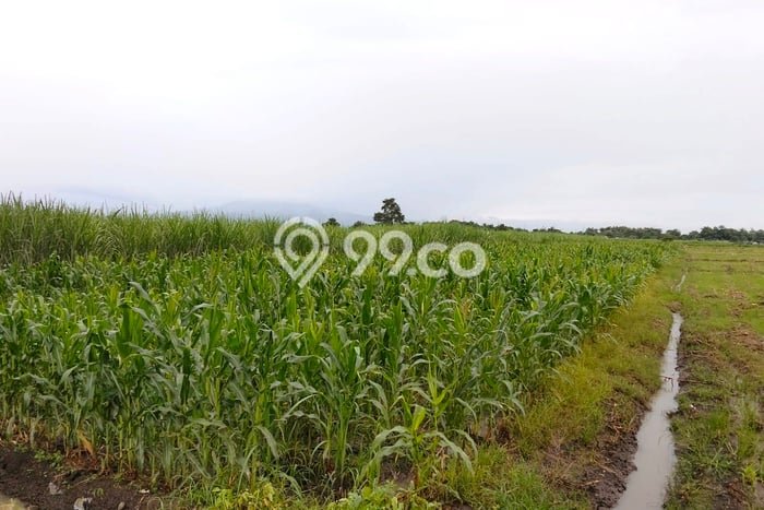 Lahan Strategis di Kandangan Dijual dengan Luas 2006m2 Lahan Strategis di Kandangan Dijual dengan Luas 2006m2