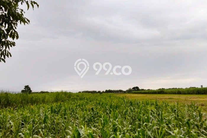 Lahan Strategis di Kandangan Dijual dengan Luas 2006m2 Lahan Strategis di Kandangan Dijual dengan Luas 2006m2