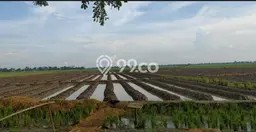 Tanah Dijual Lokasi Rawamerta Karawang SHM Tanah Dijual Lokasi Rawamerta Karawang SHM
