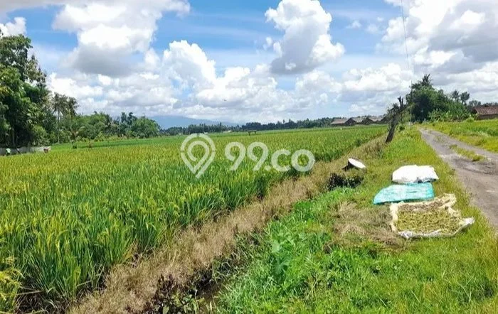 Tanah untuk Dijual di Ajung Jember Luas 7000m2 Tanah untuk Dijual di Ajung Jember Luas 7000m2