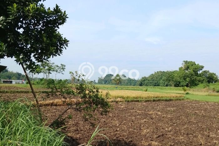 Kavling Tanah Dijual di Sumbersari Jember Spesifikasi 3000m2 Kavling Tanah Dijual di Sumbersari Jember Spesifikasi 3000m2