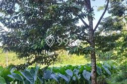 Tanah untuk Dijual di Maesan Bondowoso Luas 2342m2 Tanah untuk Dijual di Maesan Bondowoso Luas 2342m2
