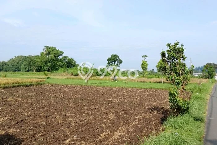 Kavling Tanah Dijual di Sumbersari Jember Spesifikasi 3000m2 Kavling Tanah Dijual di Sumbersari Jember Spesifikasi 3000m2
