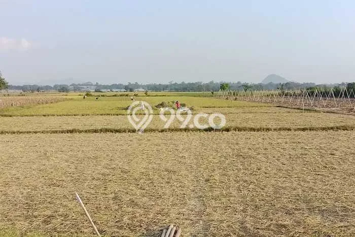 Jarang Ada! Tanah di Ajung Punya Luas 7434m2 SHM Jarang Ada! Tanah di Ajung Punya Luas 7434m2 SHM