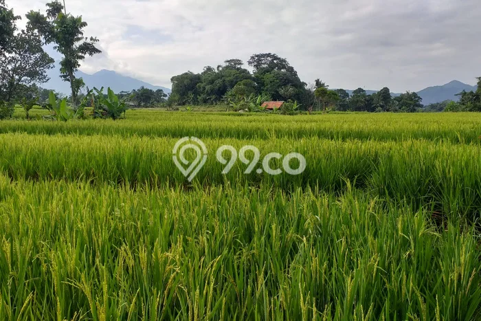Tanah Dijual Lokasi Pamijahan, Bogor Luas 8000m2 Legalitas Aman Tanah Dijual Lokasi Pamijahan, Bogor Luas 8000m2 Legalitas Aman